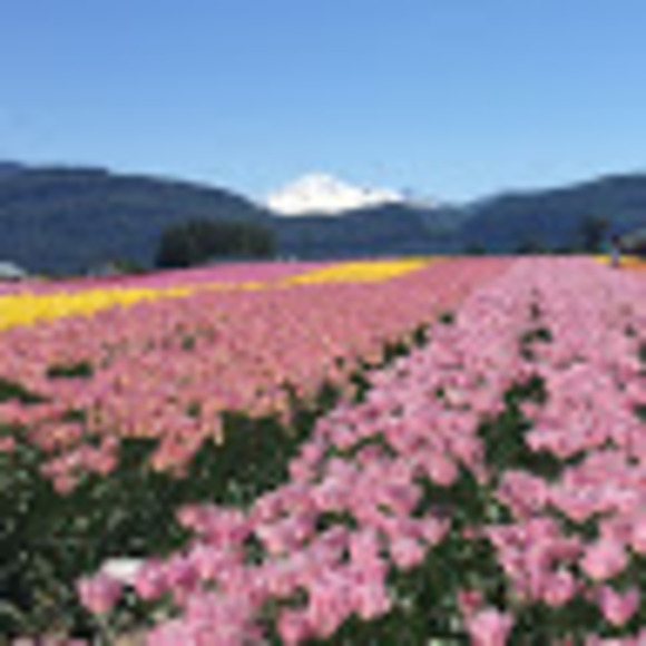 Meet your Posher, Hannah - Picture 1 of 1